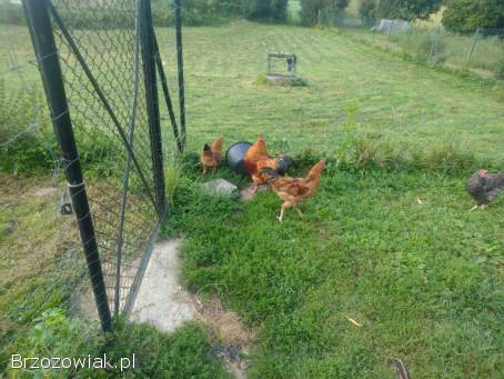 Młode koguty rasy Rossa