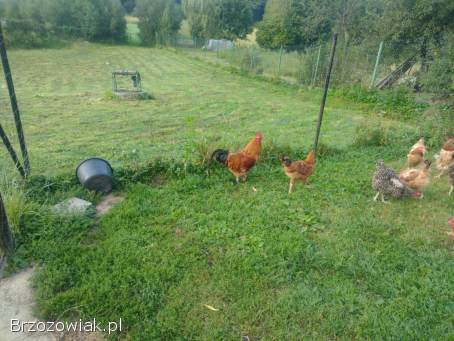 Młode koguty rasy Rossa