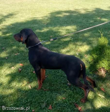 Szczeniaki gończy polski