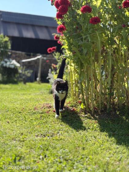 ZAGINĘŁA KOTKA!