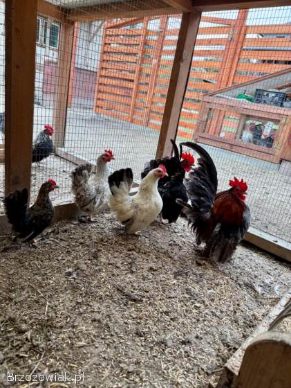 Serama Seramy Jaja Lęgowe