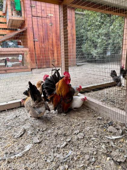 Serama Seramy Jaja Lęgowe