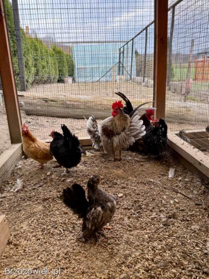 Serama Seramy Jaja Lęgowe