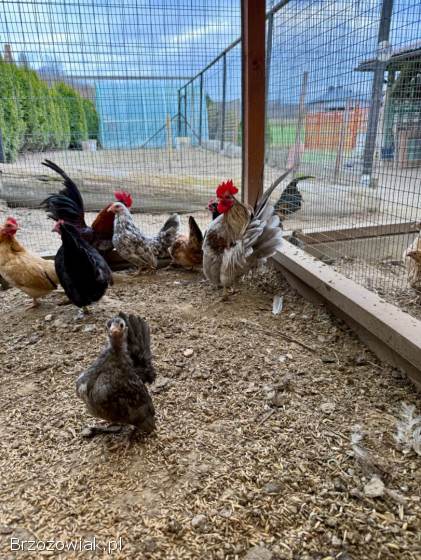 Serama Seramy Jaja Lęgowe