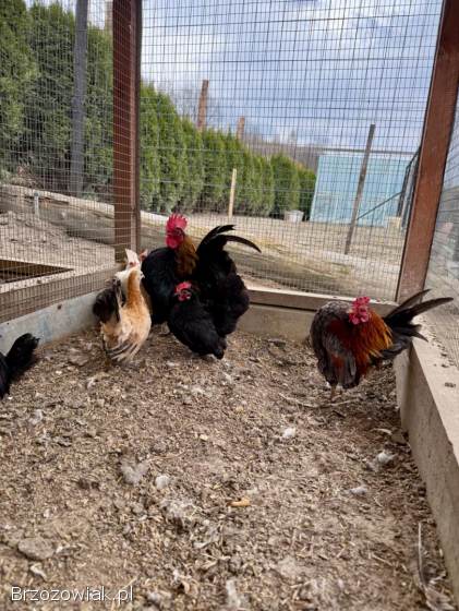 Serama Seramy Jaja Lęgowe