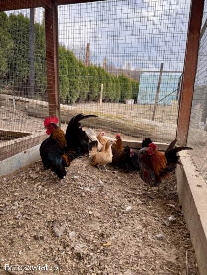 Serama Seramy Jaja Lęgowe