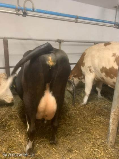 Sprzedam krowę