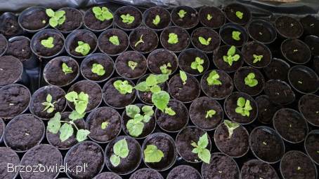 Sadzonki paulowni