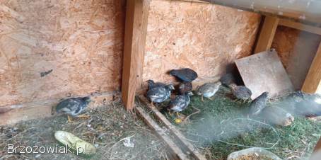 Przepiórki chinskie