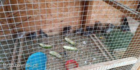 Przepiórki chinskie