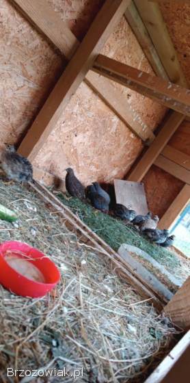 Przepiórki chinskie