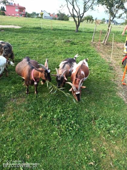 Sprzedam kozy miniaturki
