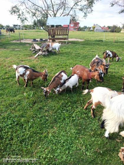 Sprzedam kozy miniaturki