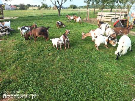 Sprzedam kozy miniaturki