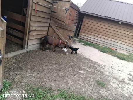 Sprzedam kozy miniaturki