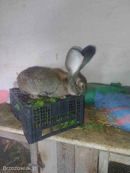 Królik samiec BOS