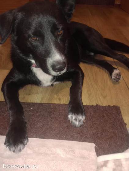 Atos -  młody,  przyjazny,  łagodny psiak!