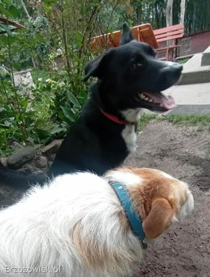 Atos -  młody,  przyjazny,  łagodny psiak!