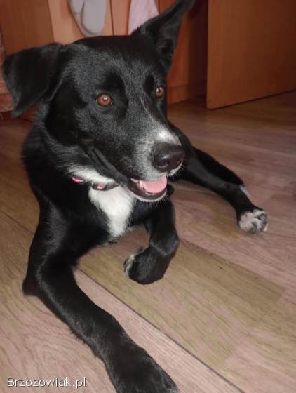 Atos -  młody,  przyjazny,  łagodny psiak!