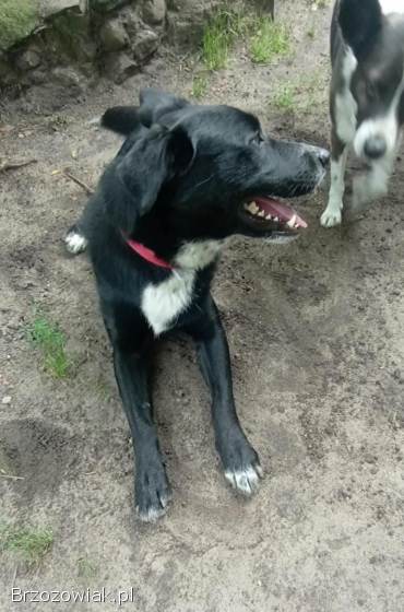 Atos -  młody,  przyjazny,  łagodny psiak!