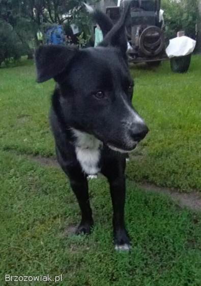 Atos -  młody,  przyjazny,  łagodny psiak!