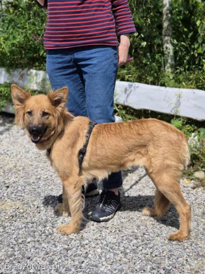 Bella -  przepiękna złotowłosa panna szuka domu!