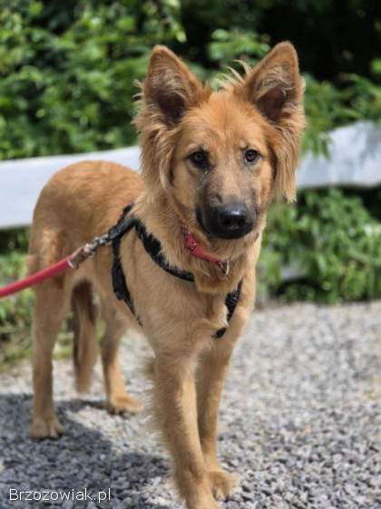 Bella -  przepiękna złotowłosa panna szuka domu!