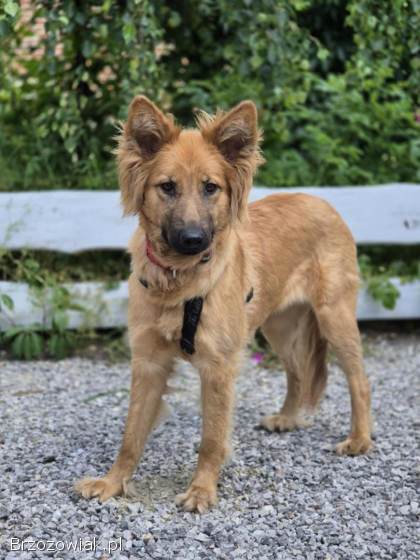 Bella -  przepiękna złotowłosa panna szuka domu!