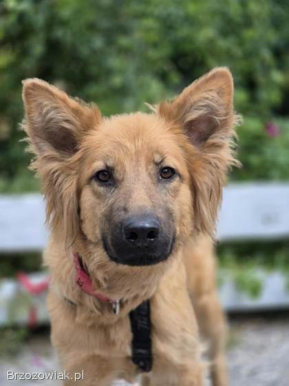 Bella -  przepiękna złotowłosa panna szuka domu!