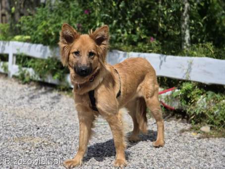 Bella -  przepiękna złotowłosa panna szuka domu!