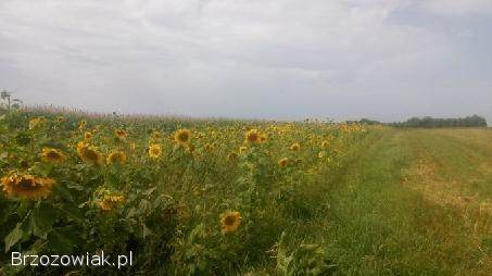Kwiaty słonecznika ozdobnego
