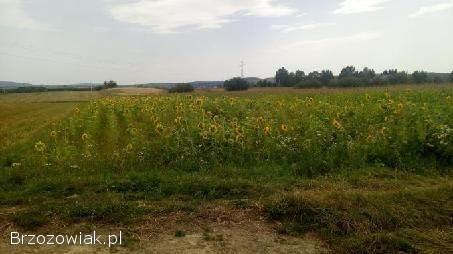 Kwiaty słonecznika ozdobnego