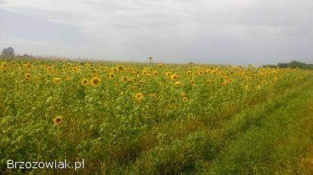 Kwiaty słonecznika ozdobnego