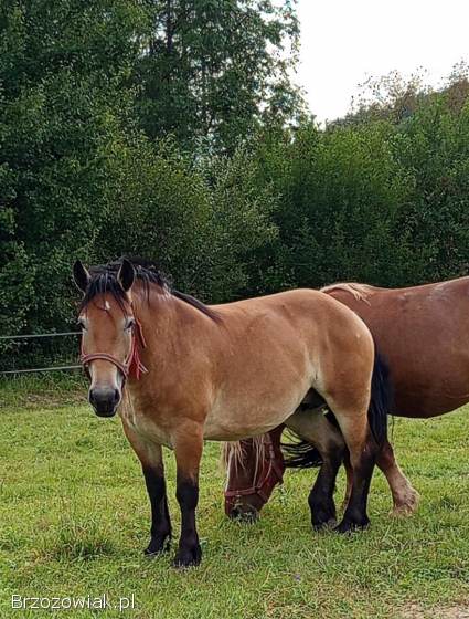 Sprzedam klacz ze źrebięciem