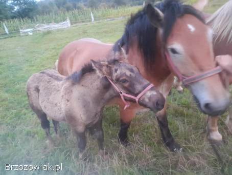 Sprzedam klacz ze źrebięciem