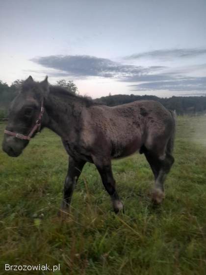 Sprzedam klacz ze źrebięciem