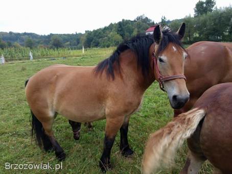 Sprzedam klacz ze źrebięciem