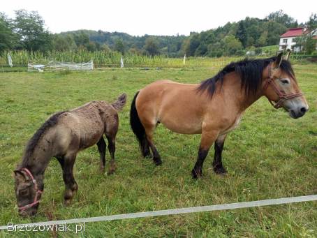 Sprzedam klacz ze źrebięciem