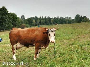 Sprzedam jałówki wysokocielne!