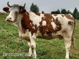 Sprzedam jałówki wysokocielne!