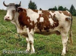 Sprzedam jałówki wysokocielne!