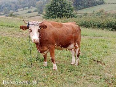 Sprzedam jałówki wysokocielne!