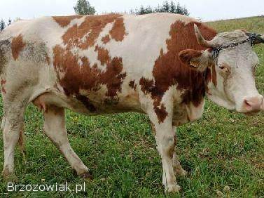 Sprzedam jałówki wysokocielne!