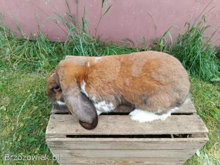Baran francuski madagaskarowy samce i samice