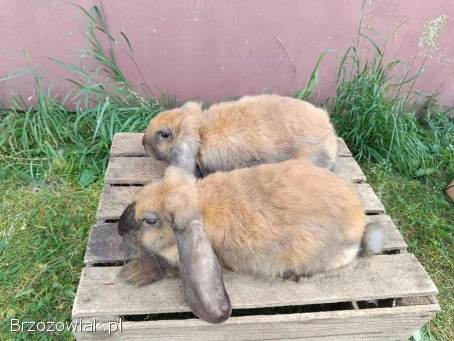 Baran francuski madagaskarowy samce i samice