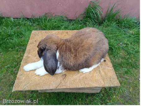 Baran francuski madagaskarowy samce i samice