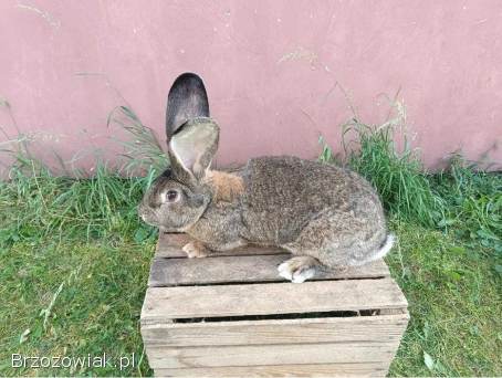 Króliki belgijski olbrzym