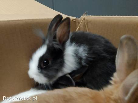 Królik teddy