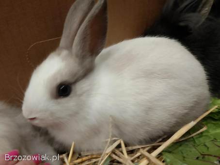 Królik teddy