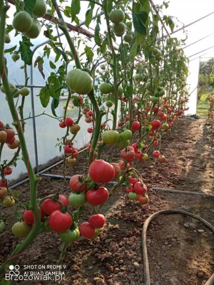Pomidory Malinowe